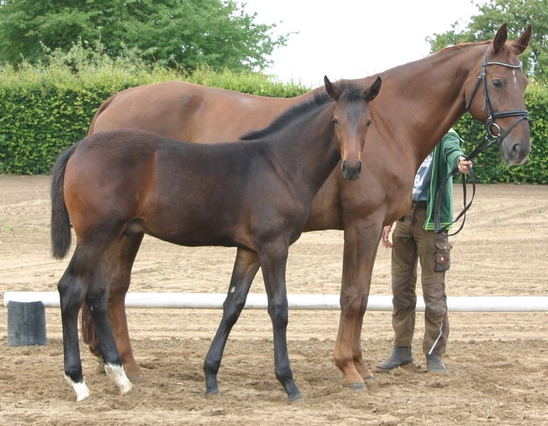 Deutsches Sportpferd, Hengst in Farsleben