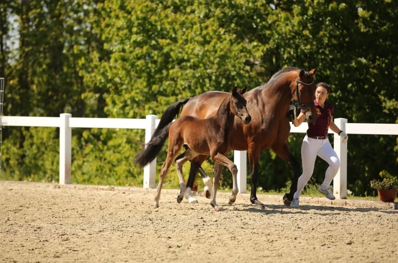 Deutsches Sportpferd, Hengst in Seiselitz