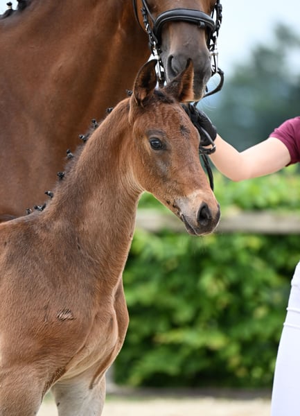 Deutsches Sportpferd, Hengst in München