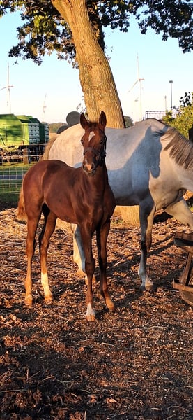 Deutsches Sportpferd, Hengst in Karstädt OT Blüthen
