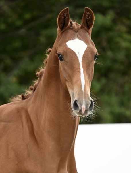 Deutsches Sportpferd, Hengst in Villingen-Schwenningen
