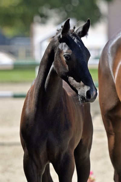 Deutsches Sportpferd, Hengst in Homburg