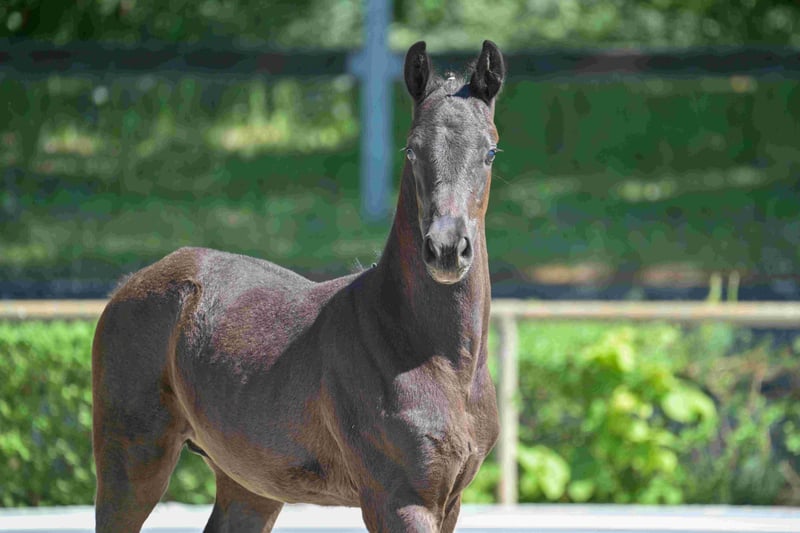 Deutsches Sportpferd, Hengst in Goldbeck