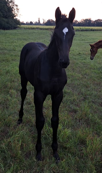 Deutsches Sportpferd, Hengst in Schönebeck (Elbe)