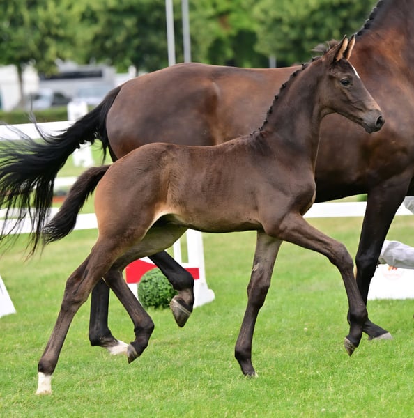 Deutsches Sportpferd, Hengst in Schönebeck (Elbe)