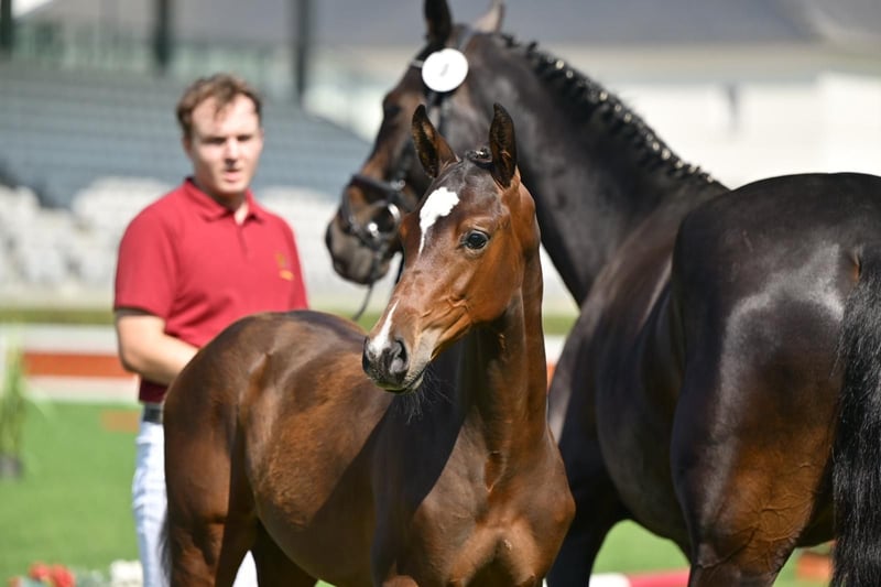 Deutsches Sportpferd, Hengst in Querenhorst