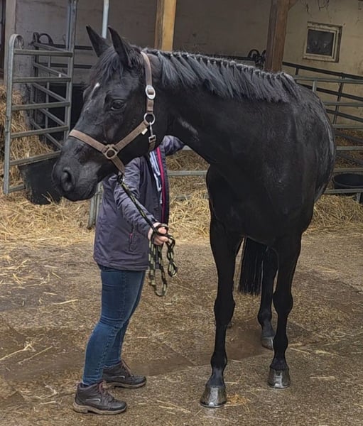 Deutsches Sportpferd, Stute in Braunschweig