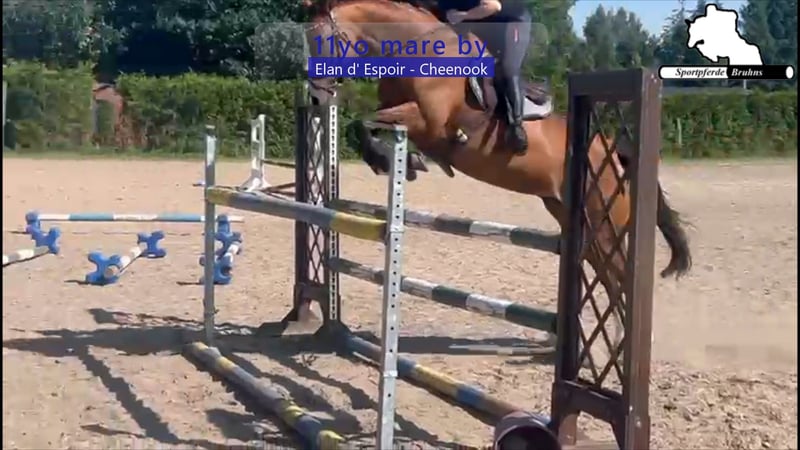 Deutsches Sportpferd, Stute in Gadow