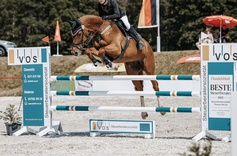 Deutsches Sportpferd, Stute in Hartmannsdorf