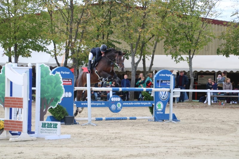 Deutsches Sportpferd, Stute in Libbesdorf