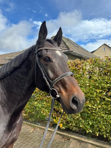 Deutsches Sportpferd, Stute in Einbeck