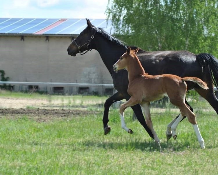 Deutsches Sportpferd, Stute in Nennhausen