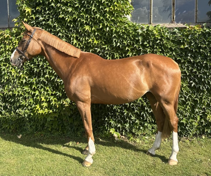 Deutsches Sportpferd, Stute in Schwaan