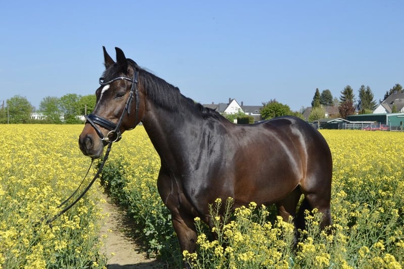 Deutsches Sportpferd, Stute in Fröndenberg
