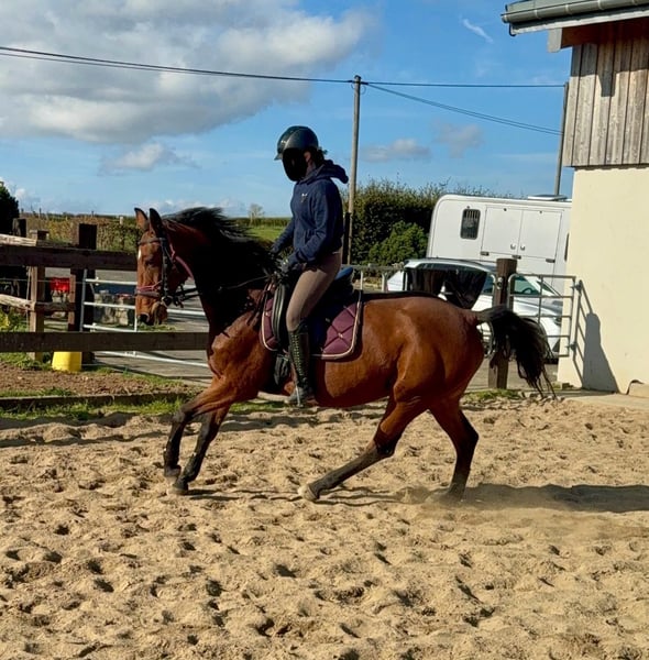 Deutsches Sportpferd, Stute in Daleiden