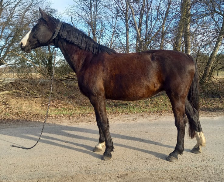 Deutsches Sportpferd, Stute in Forst