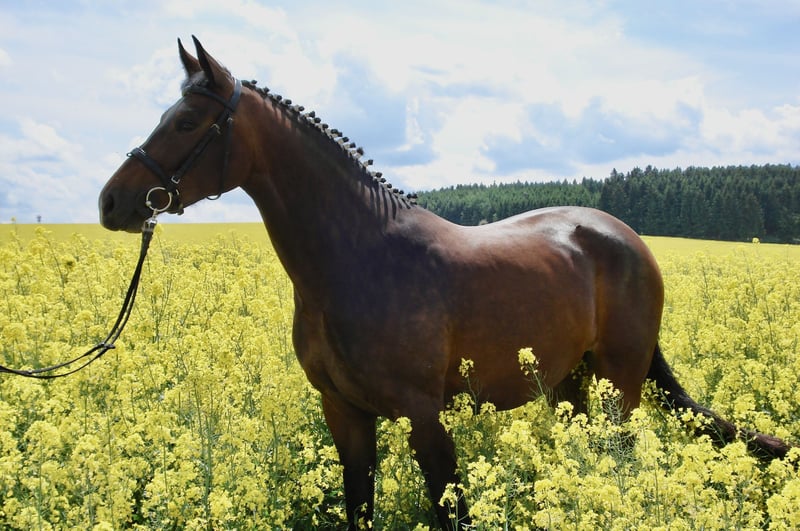 Deutsches Sportpferd, Stute in Tanna