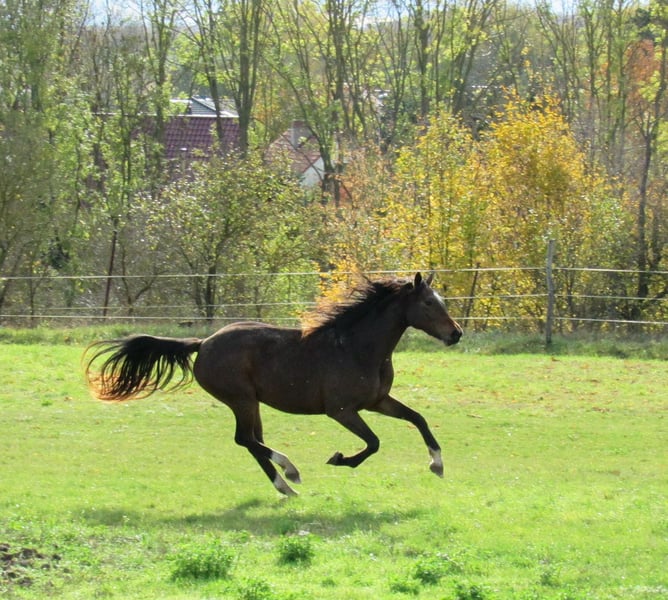 Deutsches Sportpferd, Stute in Querfurt