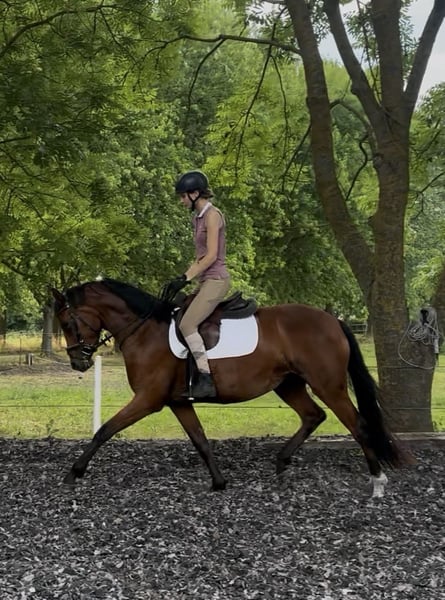 Deutsches Sportpferd, Stute in Nauen