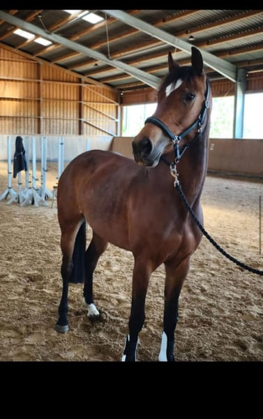 Deutsches Sportpferd, Stute in Wilhermsdorf