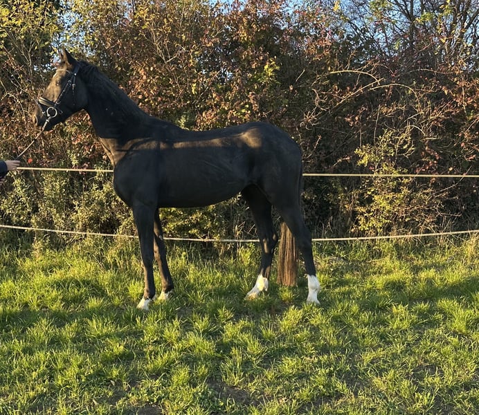 Deutsches Sportpferd, Stute in Heinersreuth