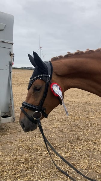 Deutsches Sportpferd, Stute in Bismark (Altmark)