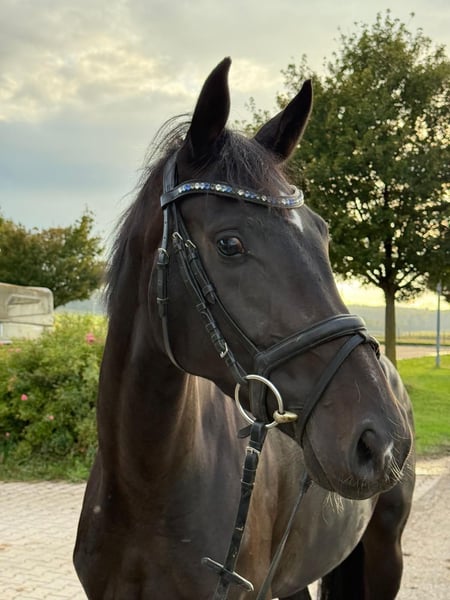 Deutsches Sportpferd, Stute in Ditzingen