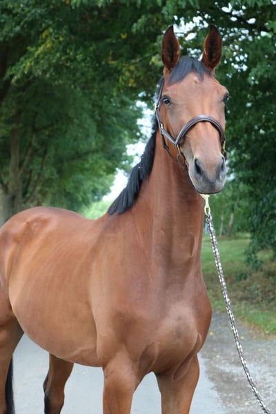 Deutsches Sportpferd, Stute in Karlsfeld