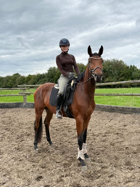 Deutsches Sportpferd, Stute in Karlsfeld