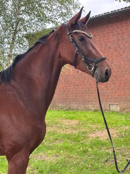 Deutsches Sportpferd, Stute in Karlsfeld