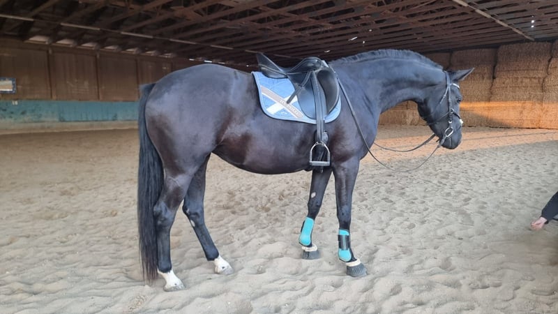 Deutsches Sportpferd, Stute in Langenau