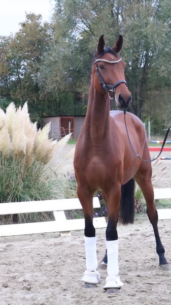 Deutsches Sportpferd, Stute in Lüdinghausen