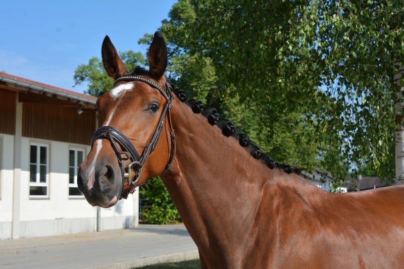 Deutsches Sportpferd, Stute in München