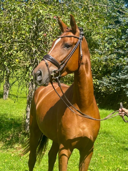 Deutsches Sportpferd, Stute in Weilheim