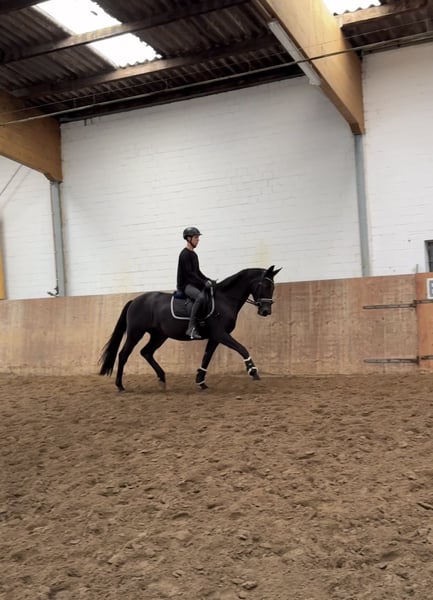Deutsches Sportpferd, Stute in Ahrensburg