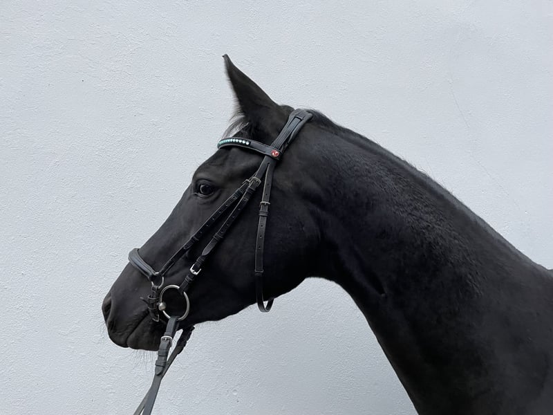 Deutsches Sportpferd, Stute in Tanna