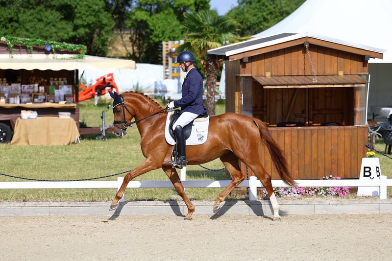 Deutsches Sportpferd, Stute in Priestewitz