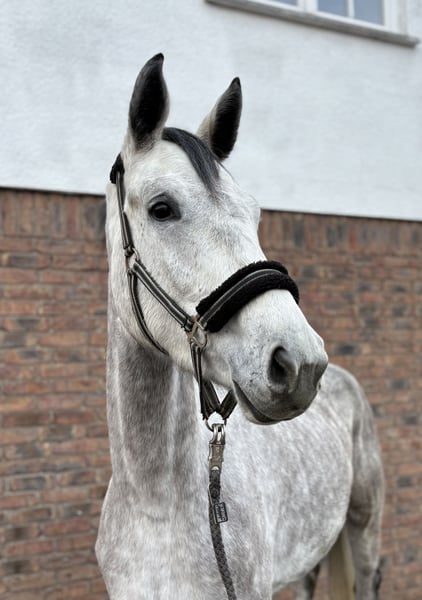 Deutsches Sportpferd, Stute in Niederkassel