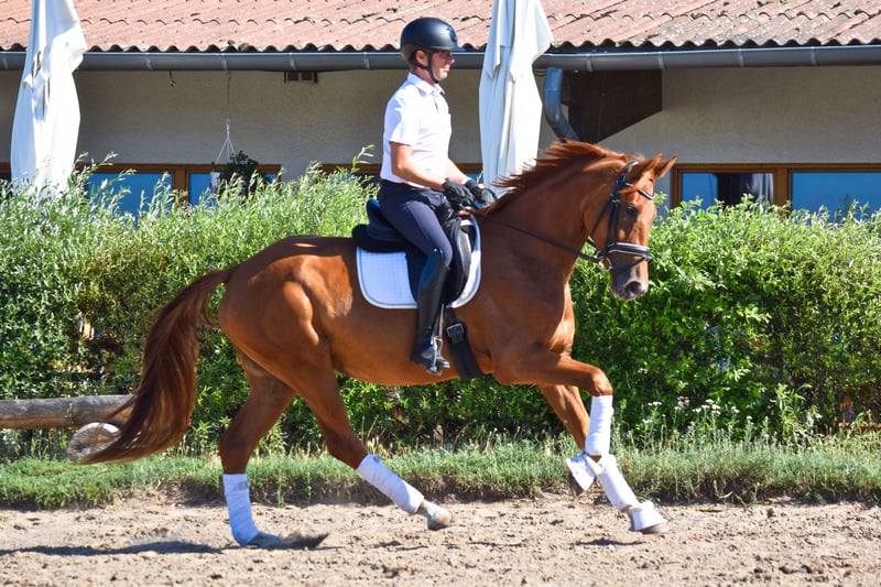 Deutsches Sportpferd, Stute in Hohen Neuendorf