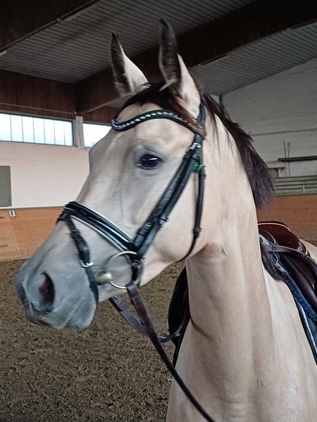 Deutsches Sportpferd, Stute in Lippetal
