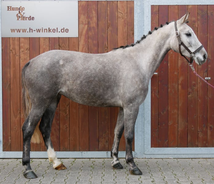 Deutsches Sportpferd, Stute in Dorsten