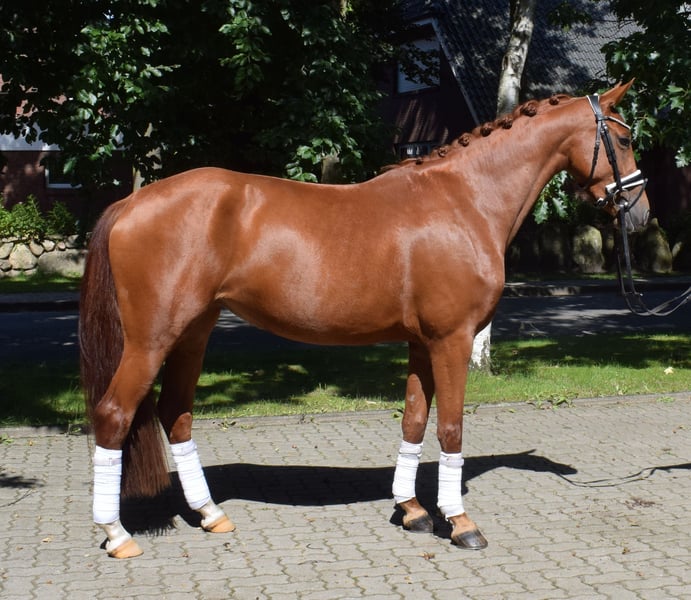 Deutsches Sportpferd, Stute in Fredenbeck