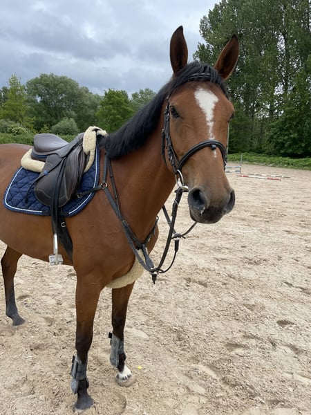 Deutsches Sportpferd, Stute in Göttingen