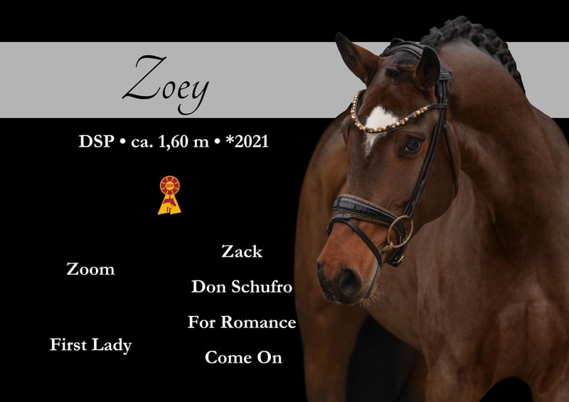 Deutsches Sportpferd, Stute in Wehringen