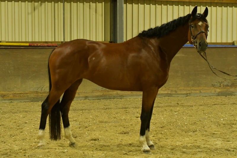 Deutsches Sportpferd, Stute in Geilenkirchen