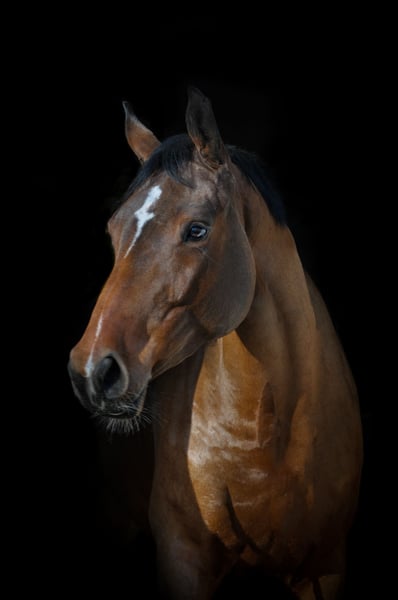Deutsches Sportpferd, Stute in Fraunberg