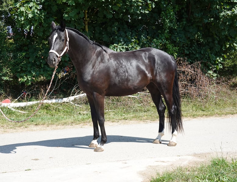 Deutsches Sportpferd, Stute in Langenau