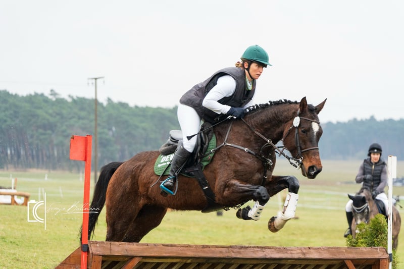 Deutsches Sportpferd, Stute in Sperenberg