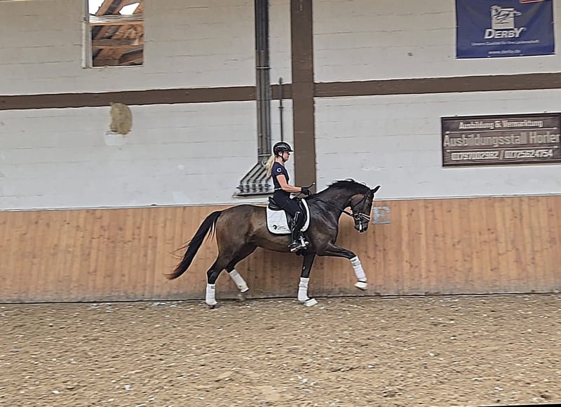 Deutsches Sportpferd, Stute in Röttingen