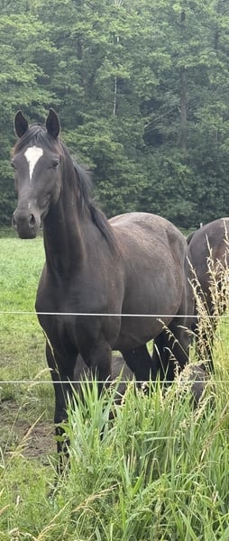 Deutsches Sportpferd, Stute in Vechta